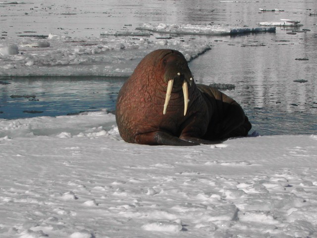Svalbard Norway Photo 24